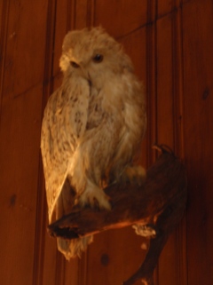 The "snowy owl"