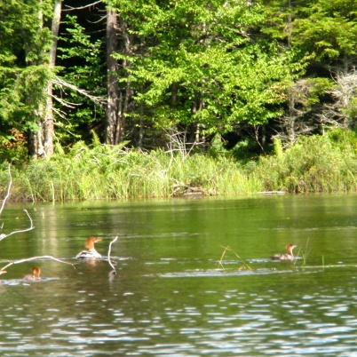 Very rare--a female Common Merganser with two babies