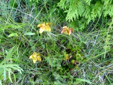 More Northern Ontario Orchids