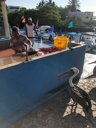 Pelican waiting for lunch at fishmonger